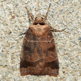 10955 - Pale-banded Dart - Agnorisma badinodis