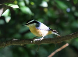 Red-breasted Nuthatch - Sitta canadensis