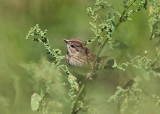 Lincolns Sparrow - Melospiza lincolnii