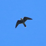 Peregrine Falcon - Falco peregrinus 