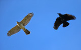 Coopers Hawk chased by an American Crow