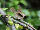 Lincolns Sparrow - Melospiza lincolnii