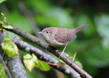 House Wren - Troglodytes aedon