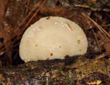 Tyromyces chioneus (Cheese Polypore)