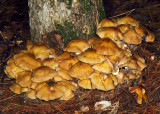 Armillaria mellea (Honey Mushroom)