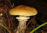 Armillaria mellea (Honey Mushroom)