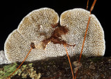 Daedaleopsis confragosa