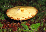 Suillus americanus