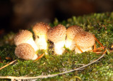 Armilleria mellea (Honey Mushroom)