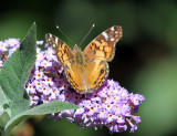 American Lady - Vanessa virginiensis