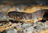 Northern Water Snake - Nerodia sipedon sipedon