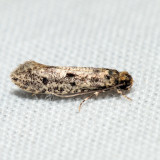 0412 - Niditinea orleansella