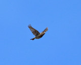 Purple Finch - Haemorhous purpureus