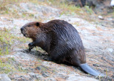 North American Beaver - Castor canadensis