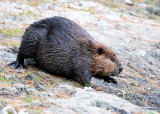 North American Beaver - Castor canadensis