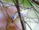 Blue-headed Vireo - Vireo solitarius (eating a stink bug)