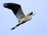 Great Blue Heron - Ardea herodias