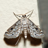 4764 - Watermilfoil Leafcutter - Parapoynx allionealis
