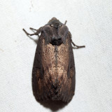 9452 - Iris Borer - Macronoctua onusta