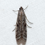 5946.2 - Phycitodes reliquella