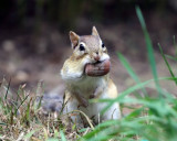 Eastern Chipmunk - Tamias striatus (with a mouthful of acorns)