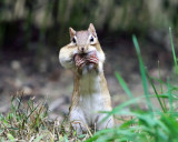 Eastern Chipmunk - Tamias striatus (with a mouthful of acorns)
