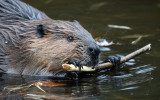 North American Beaver - Castor canadensis