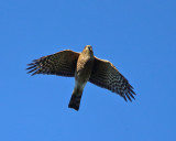 Sharp-shinned Hawk - Accipiter striatus