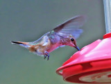 Rufos Hummingbird - Selasphorus rufus