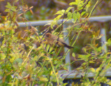 Blue Grosbeak - Passerina caerulea