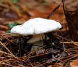 Amanita cf. bisporigera (Destroying Angel)