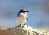 Gray Kingbird - Tyrannus dominicensis