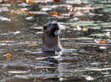 Northern River Otter - Lontra canadensis