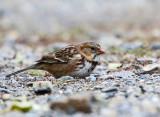 Harriss Sparrow - Zonotrichia querula