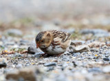 Harriss Sparrow - Zonotrichia querula