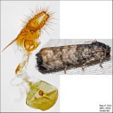 3190 - Epiblema desertana