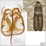 Pigritia sp. IMG_3312.jpg
