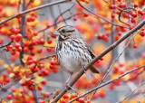 Song Sparrow - Melospiza melodia