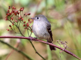 Hammonds Flycatcher - Empidonax hammondii