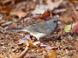 Dark-eyed Junco - Junco hyemalis