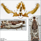 3354 - Little Cloud - Ancylis nubeculana