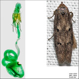 1175 - Holcocera chalcofrontella IMG_3689.jpg