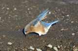 Eastern Bluebird - Sialia sialis