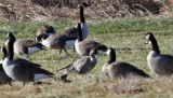 Pink-footed Goose - Anser brachyrhynchus