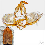 3632 - Broken-banded Leafroller - Choristoneura fractivittana