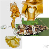 2770 - Dusky Leafroller - Orthotaenia undulana