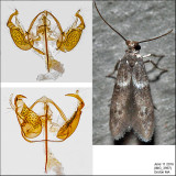 Pigritia sp. IMG_3997.jpg
