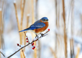 Eastern Bluebird - Sialia sialis