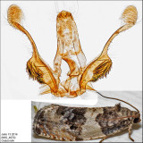 2769 – Poplar Leafroller Moth – Pseudosciaphila duplex