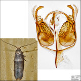 Pigritia sp. IMG_4071.jpg